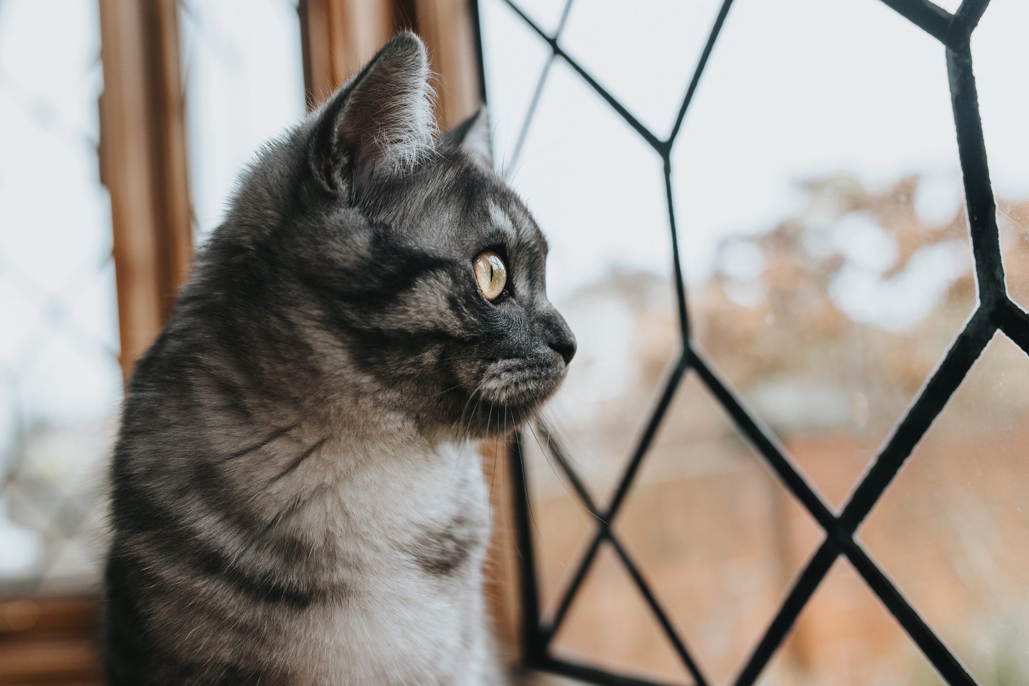 Redes de proteção para gatos em londrina JJ