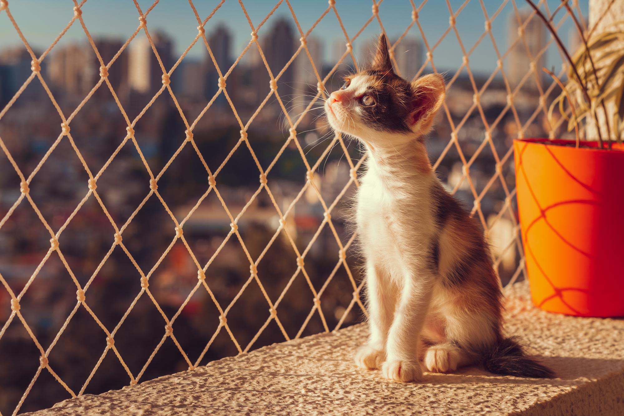 Redes de proteção para gatos em londrina