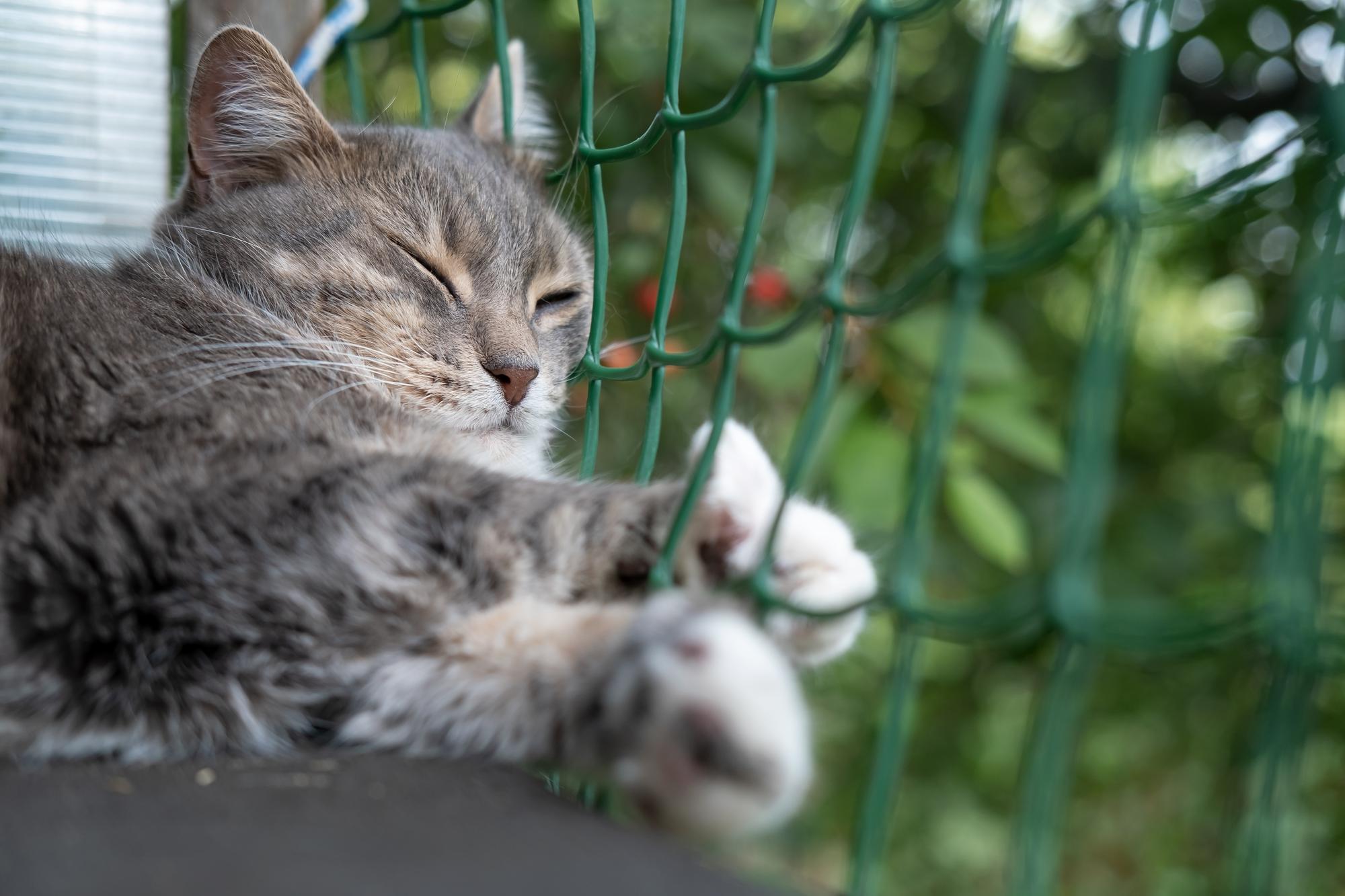 Redes de proteção para gatos em londrina - Ligue agora